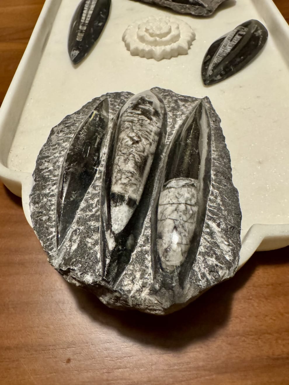 Anonymous, Fossil - Morocco Orthoceras - set of 4 pieces, 2025