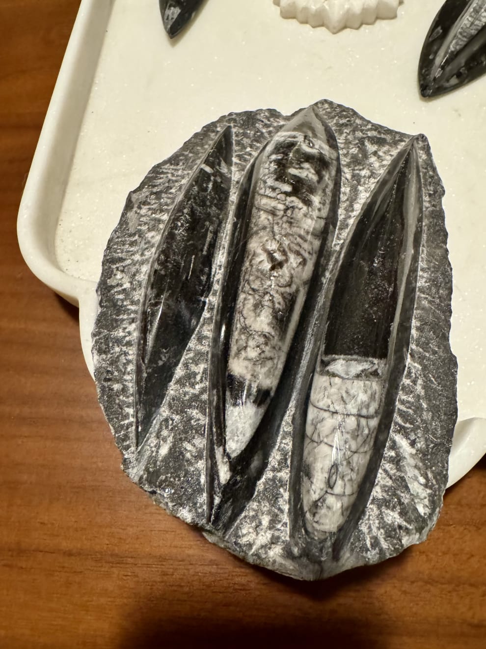 Anonymous, Fossil - Morocco Orthoceras - set of 4 pieces, 2025