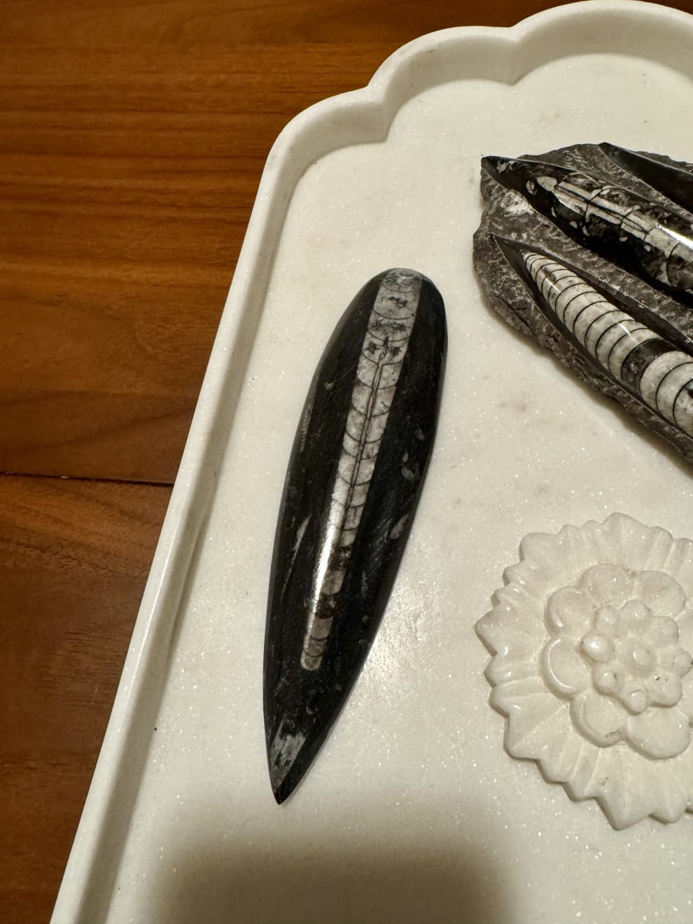 Anonymous, Fossil - Morocco Orthoceras - set of 4 pieces, 2025