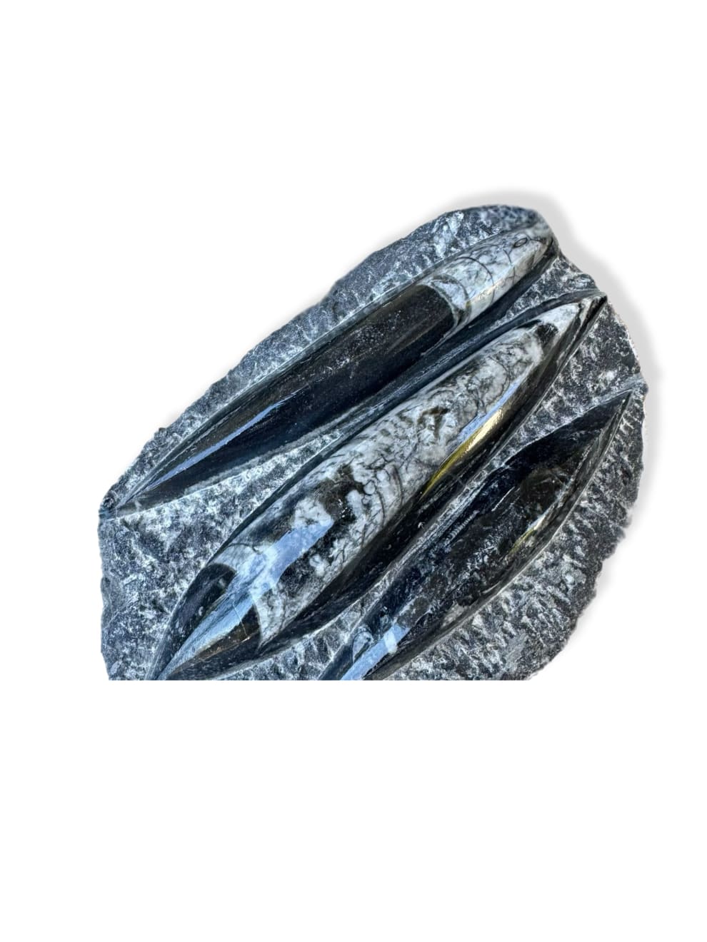 Anonymous, Fossil - Morocco Orthoceras - set of 4 pieces, 2025