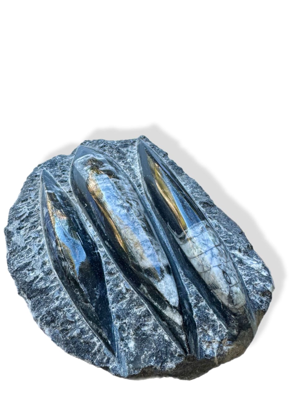 Anonymous, Fossil - Morocco Orthoceras - set of 4 pieces, 2025