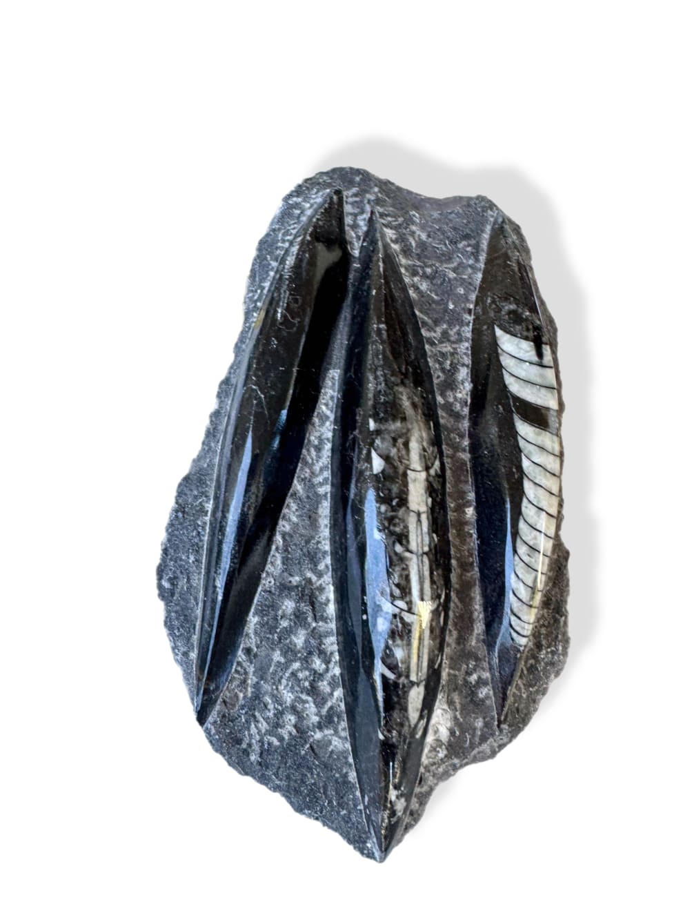 Anonymous, Fossil - Morocco Orthoceras - set of 4 pieces, 2025