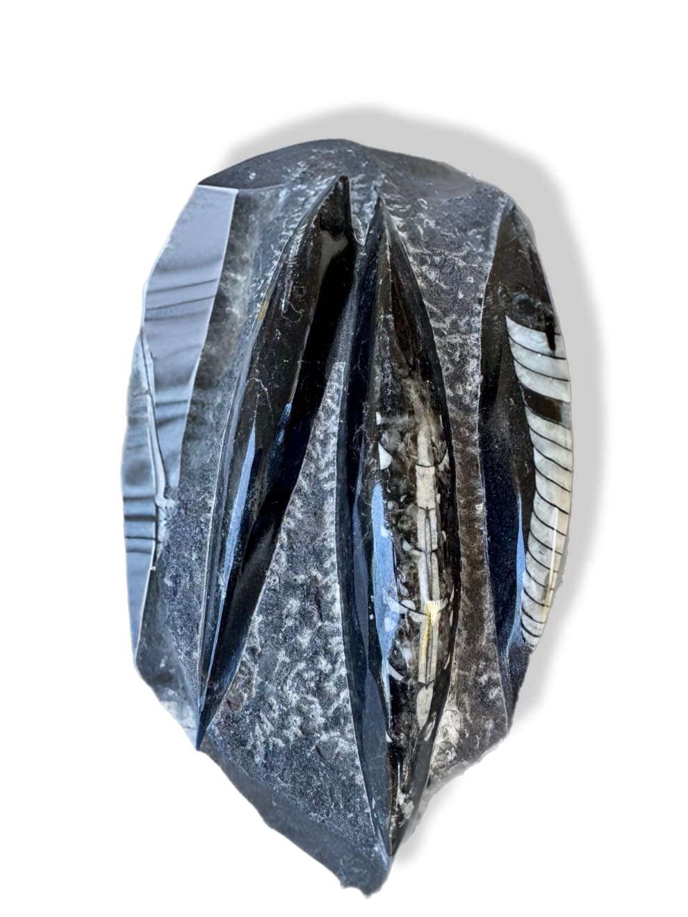 Anonymous, Fossil - Morocco Orthoceras - set of 4 pieces, 2025