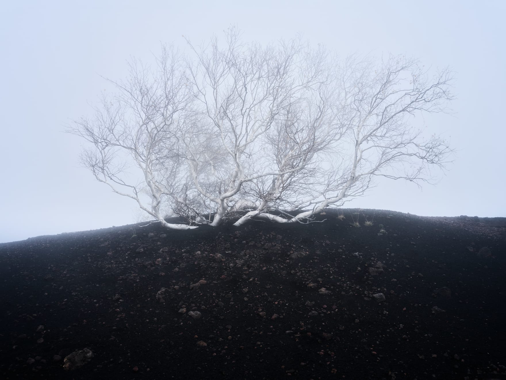 Unterholz, White tentacles, 2023