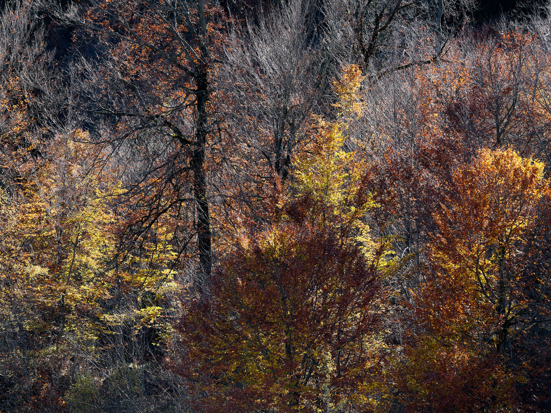 silver twigs, silber aeste, wald, laubwald,buchenwald im herbst