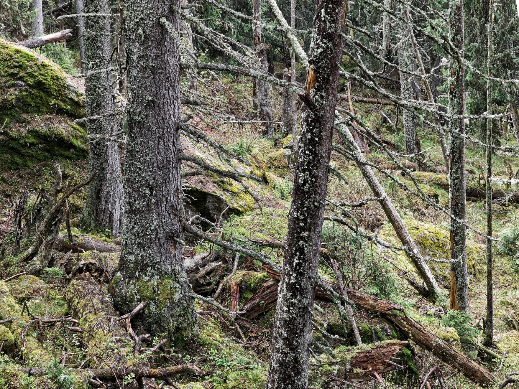 Urwald Scatlé I, 2016