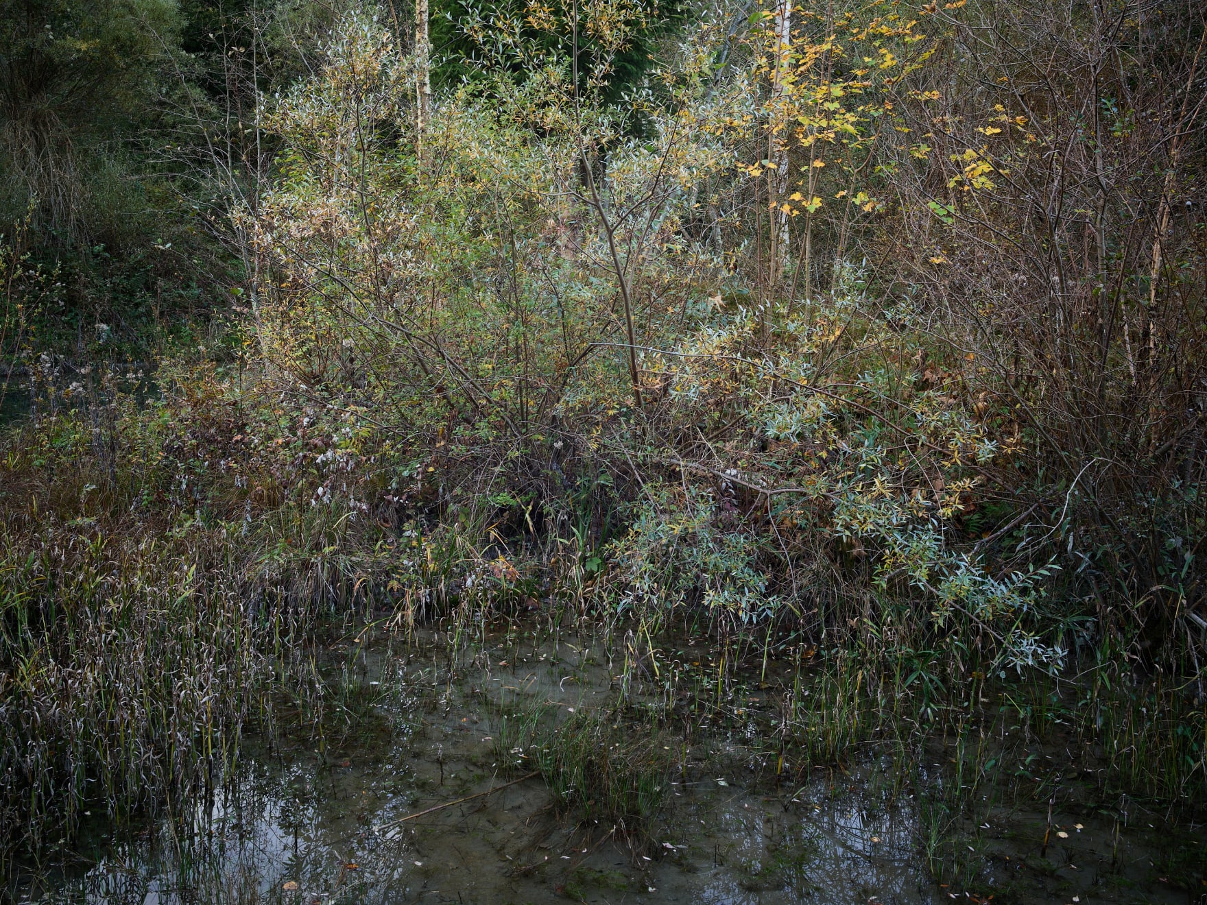 soft cushion, moor am rhienufer