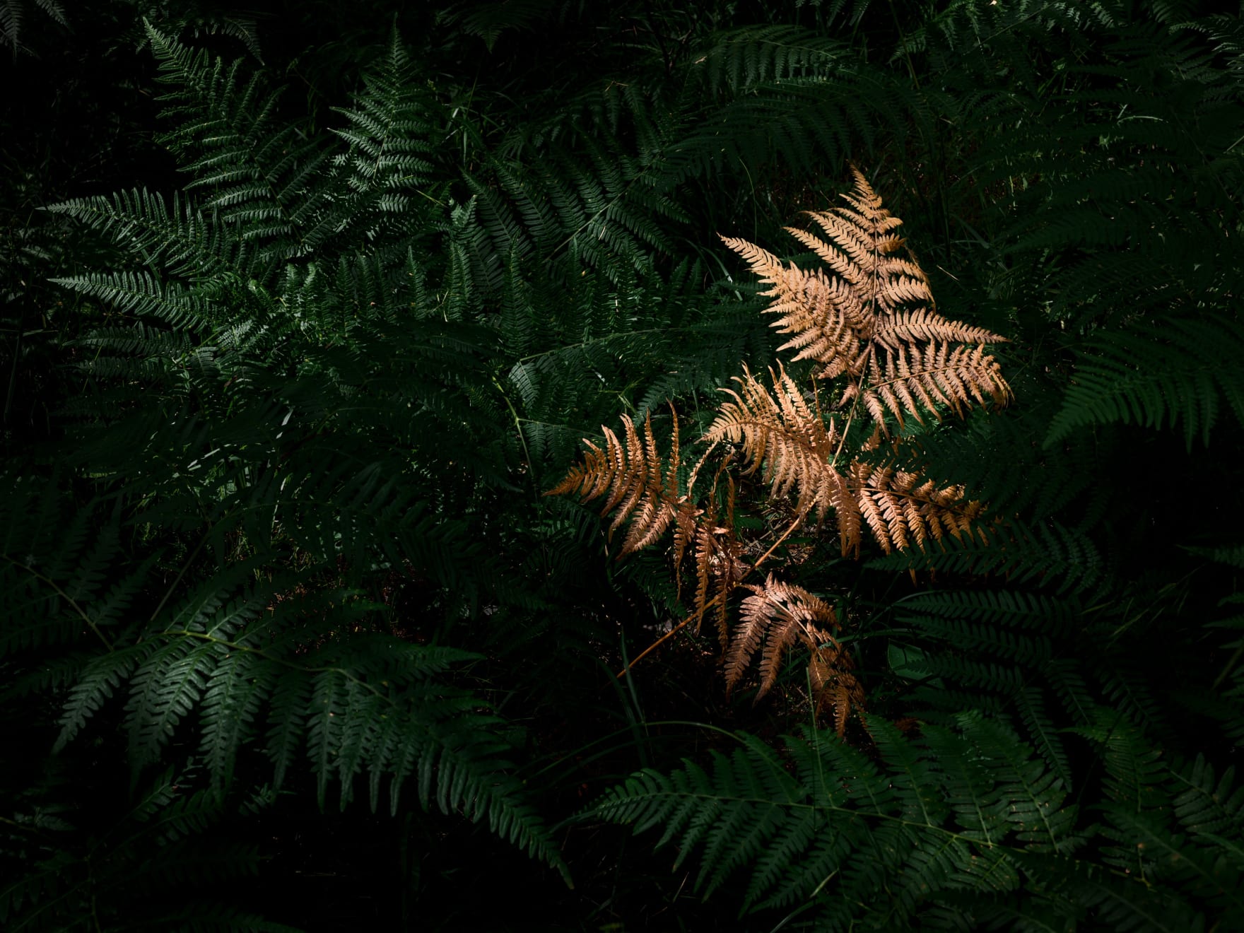 AF#62 copper fern, 2021