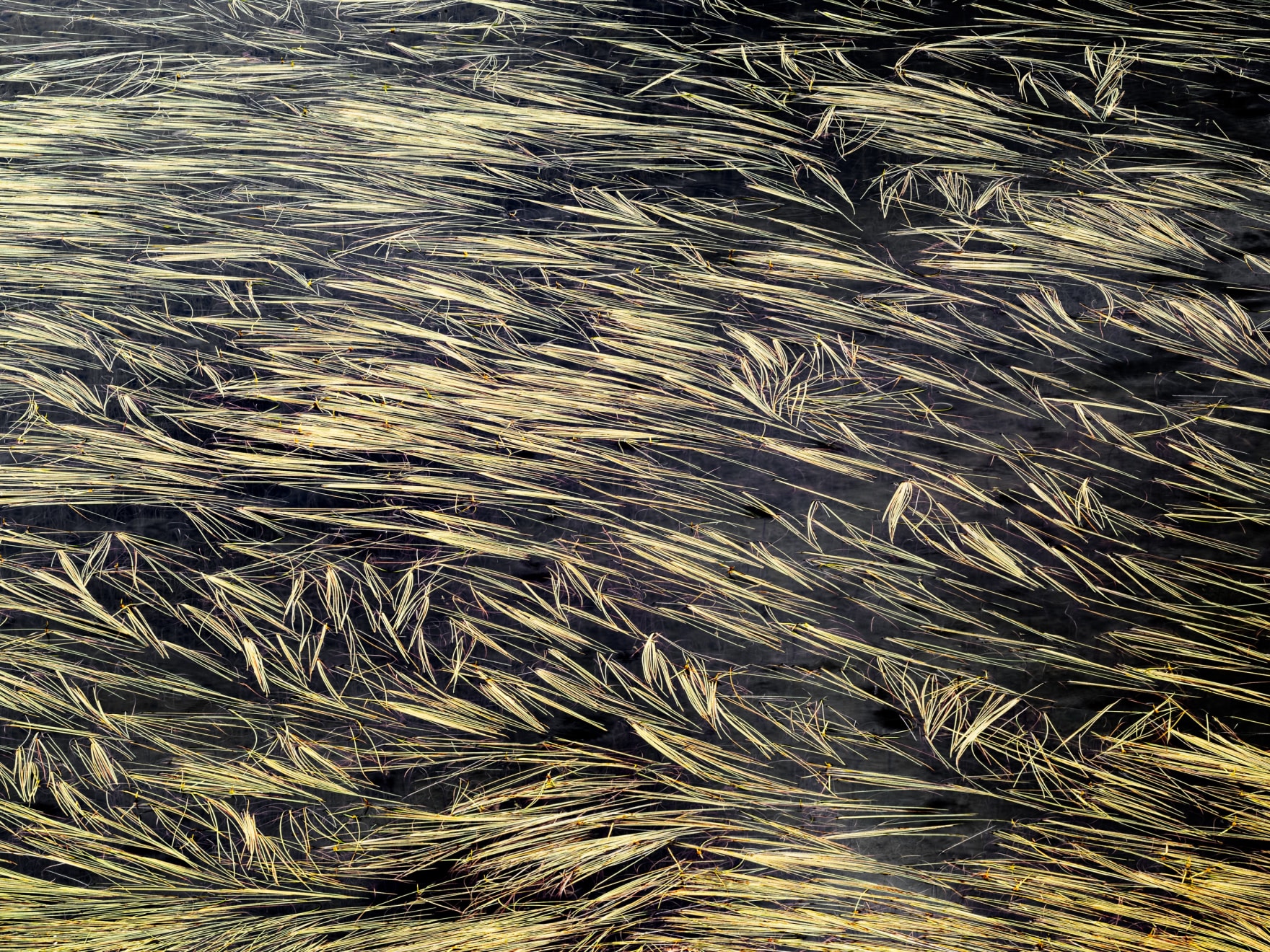 gold leaf