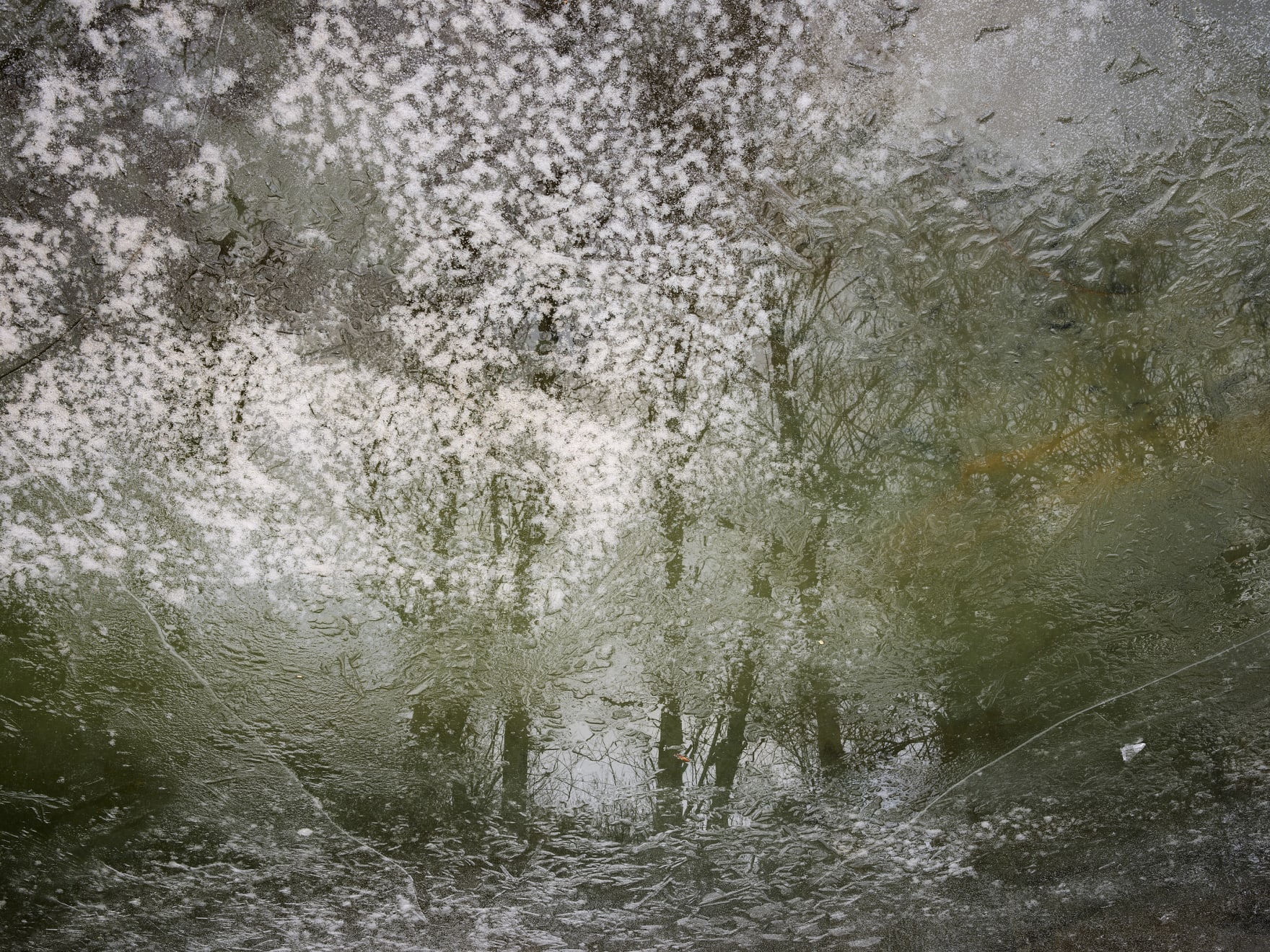 silver twigs, silber aeste, wald, laubwald,buchenwald im herbst