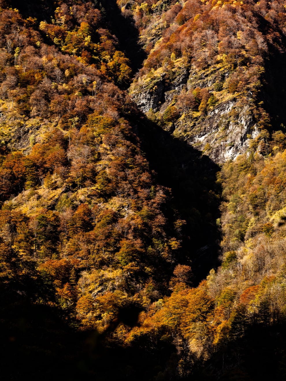 Woodland No II, 2020