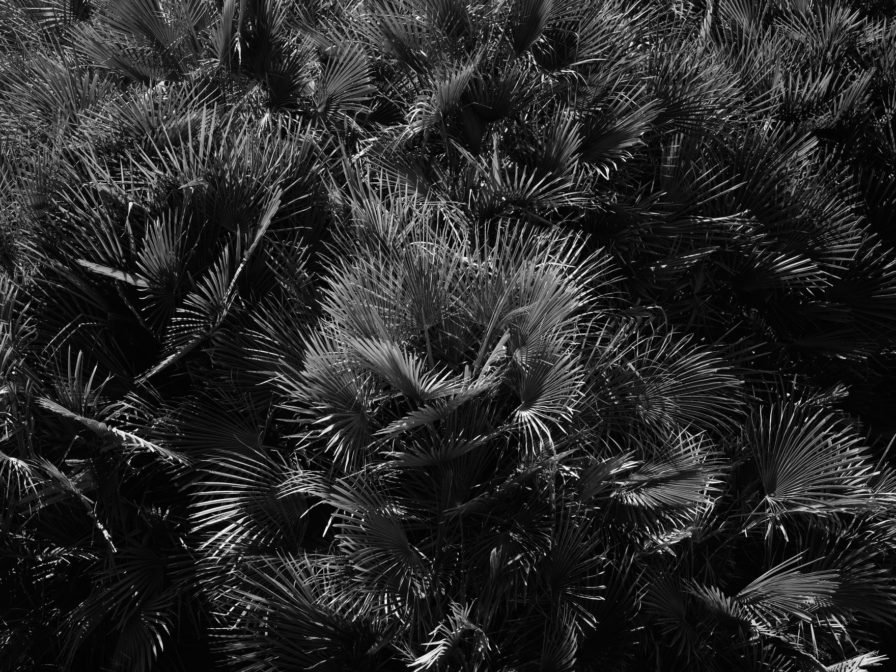 Palmera abancio, Andalusien