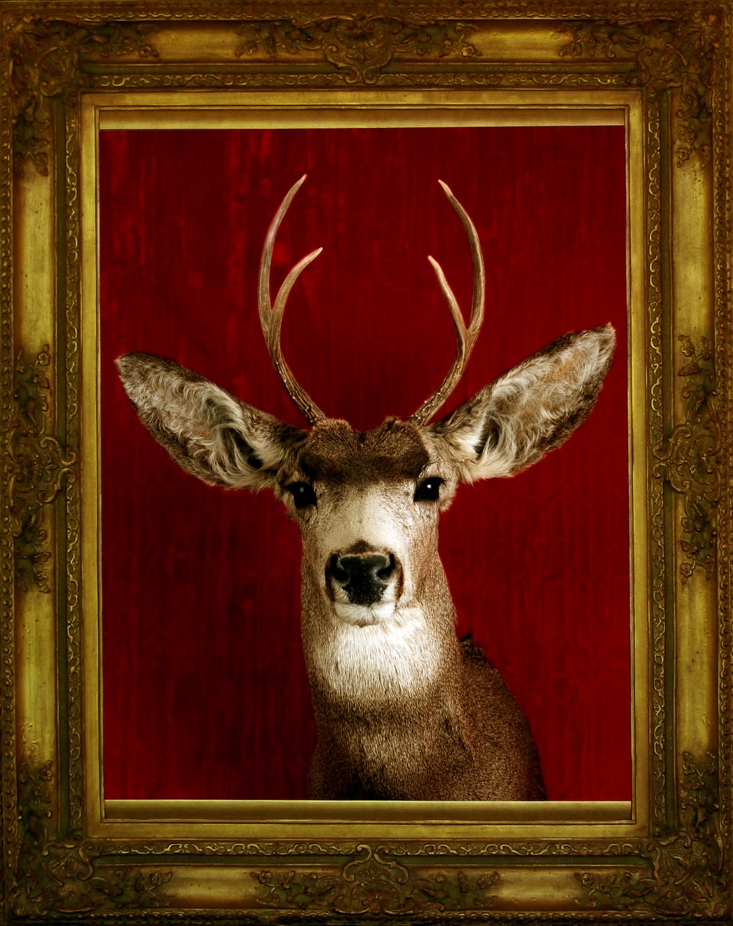 TASHA OSTRANDER, Deer Portrait (detail of Death Wishes installation), 1998