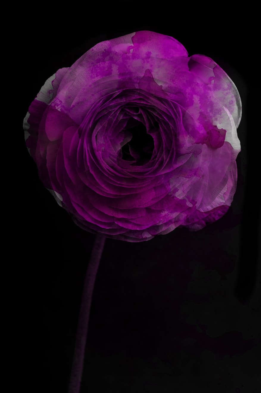 TASHA OSTRANDER, Night Bluem #20, 2019