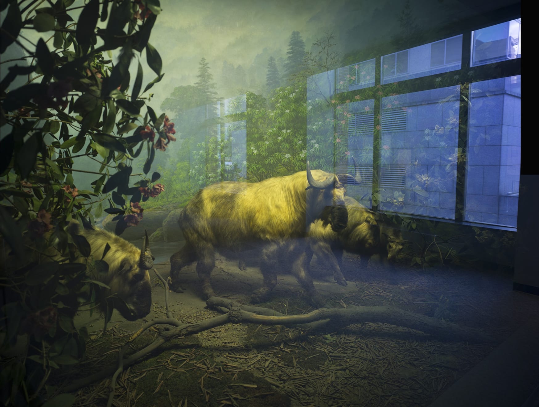 TASHA OSTRANDER, Plains of Apparition_ The Takins I, 2014