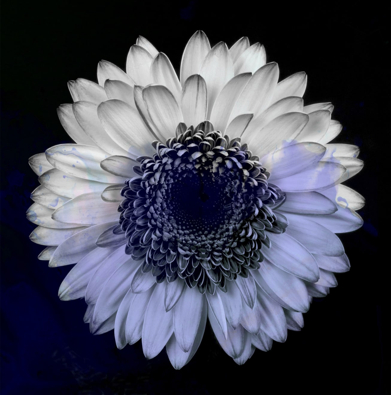 TASHA OSTRANDER, Night Bluem #16, 2019