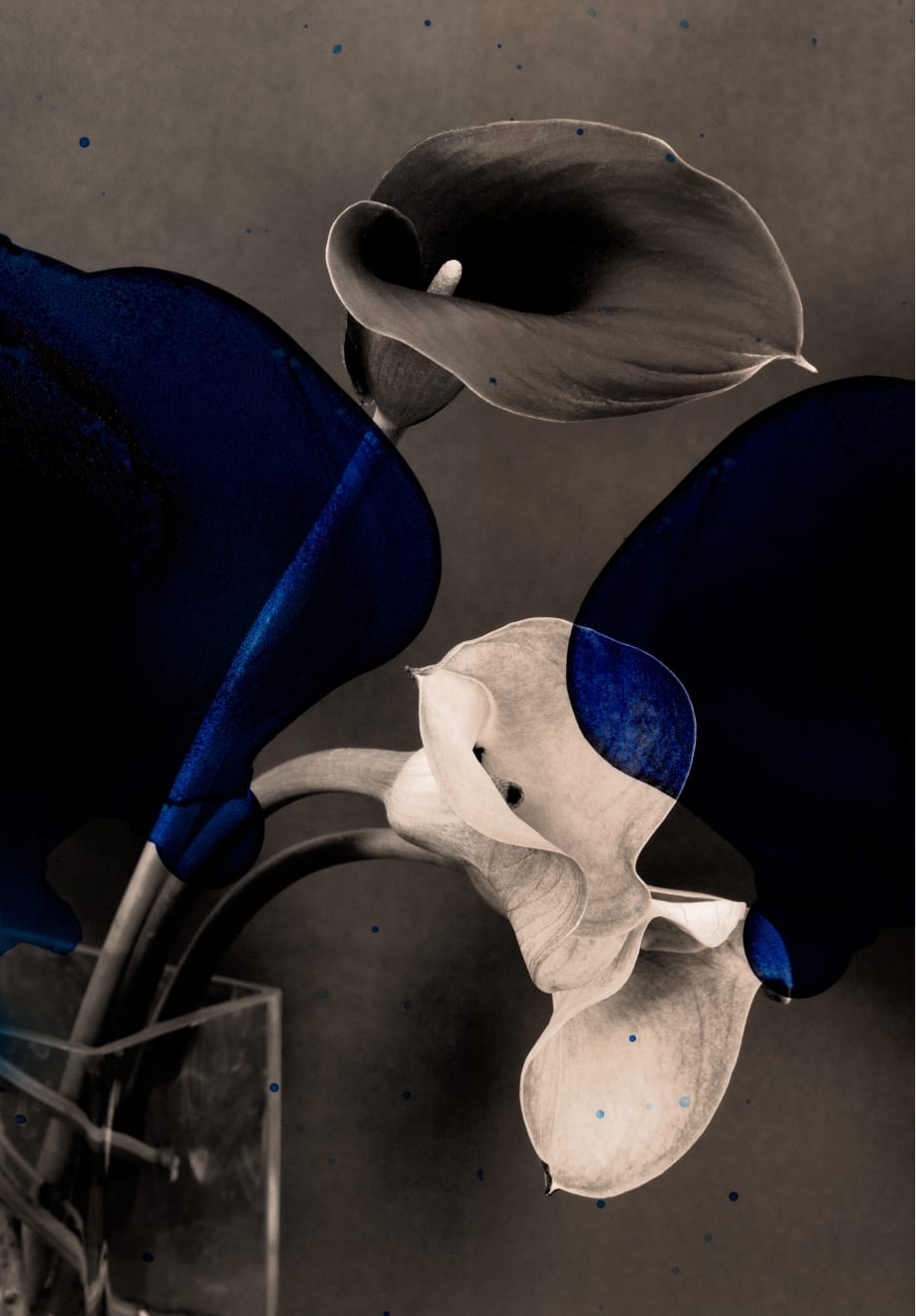 TASHA OSTRANDER, Night Bluem #26, 2022