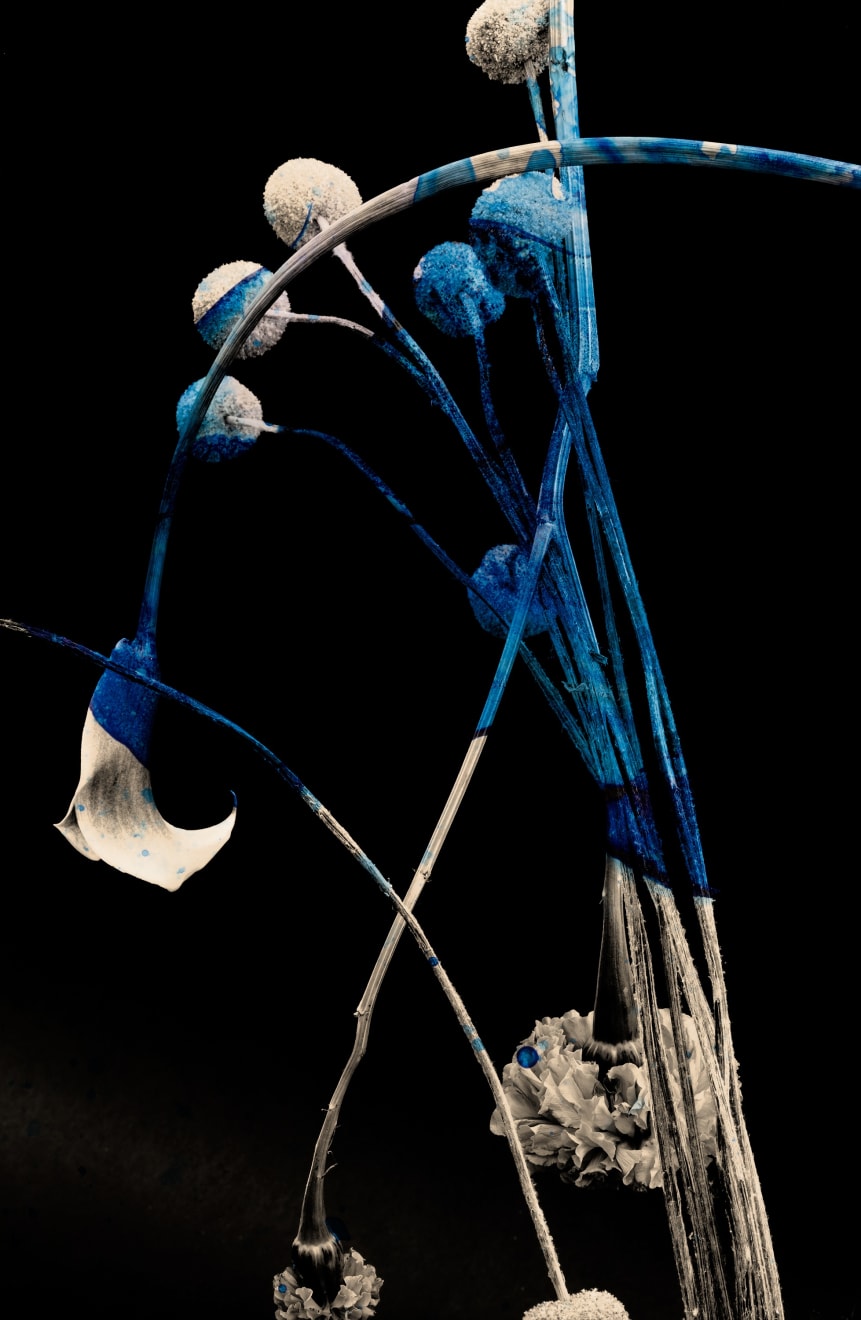 TASHA OSTRANDER, Night Bluem #25 , 2022