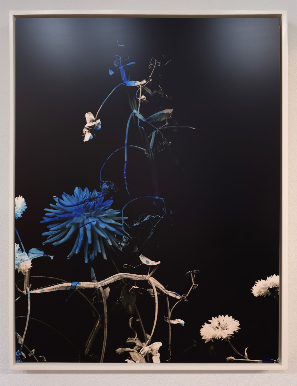 TASHA OSTRANDER, Night Bluem #29, 2022
