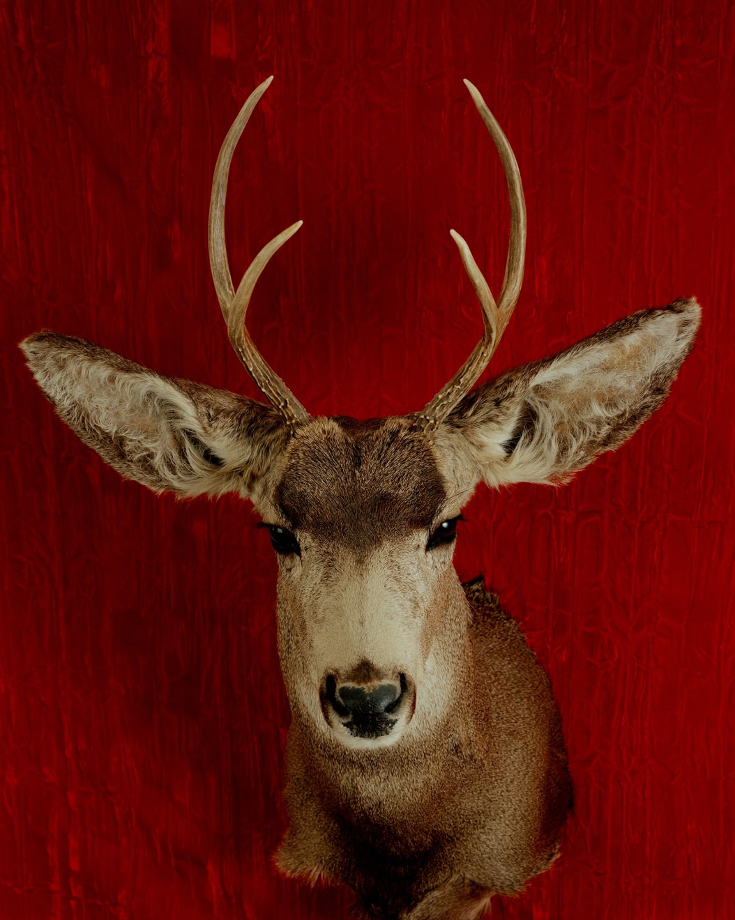 TASHA OSTRANDER, Deer Portrait (detail of Death Wishes installation), 1998