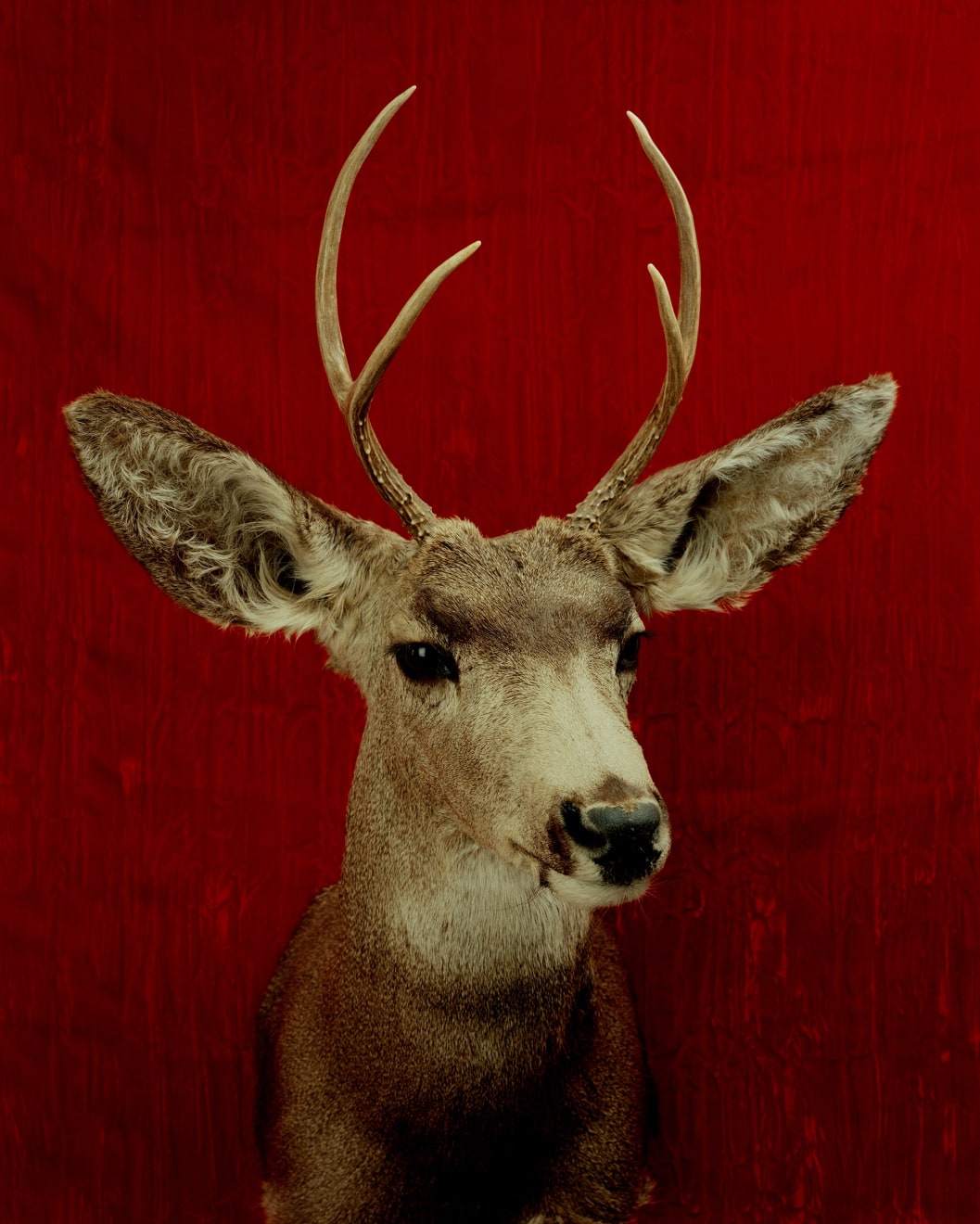 TASHA OSTRANDER, Deer Portrait (detail of Death Wishes installation), 1998