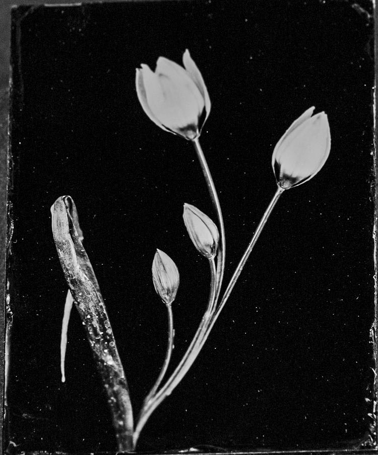 Steffen Diemer, Wildtulpe (Wild Tulip) #639, 2021