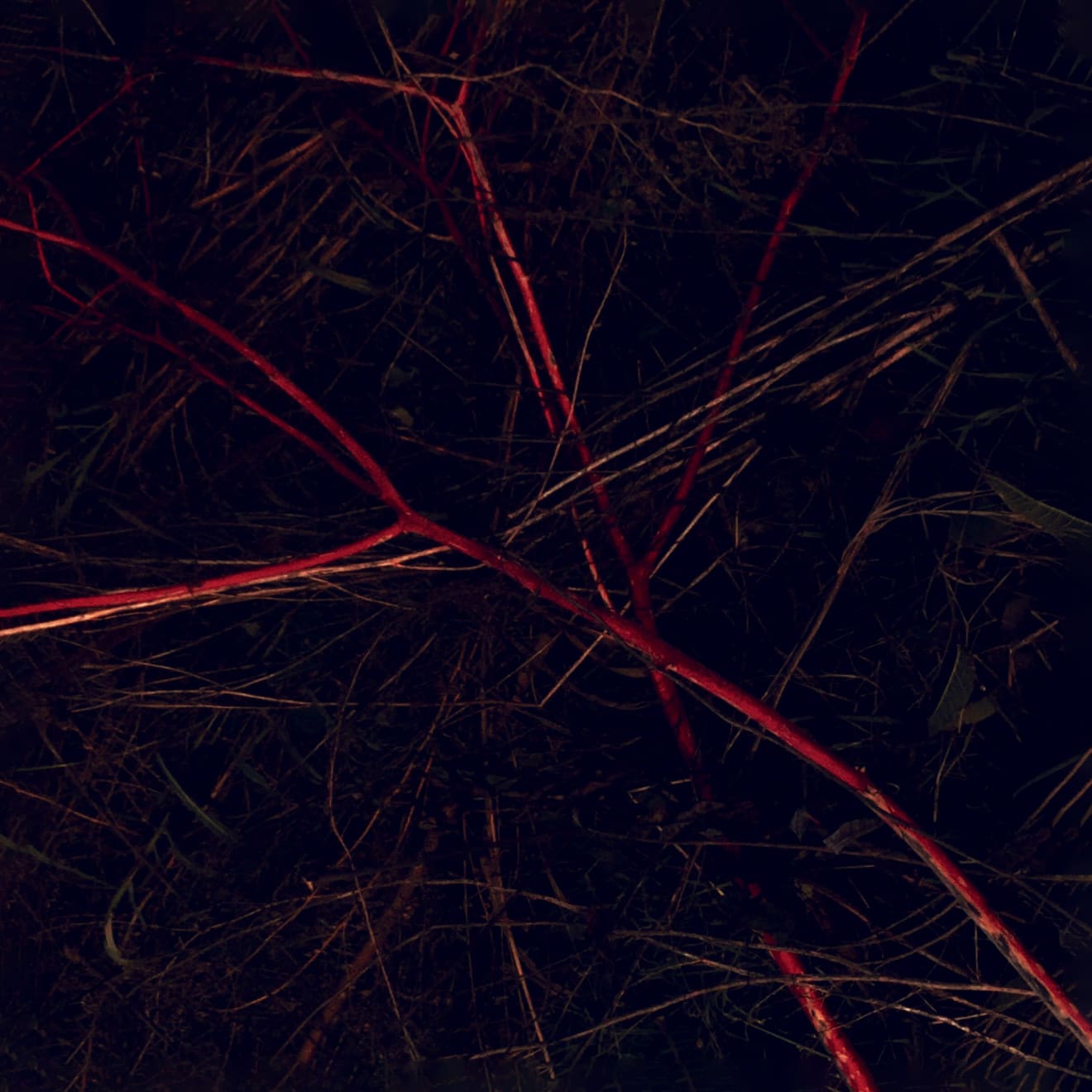 Pietro Bologna, Ettaro (Hectare), 2018