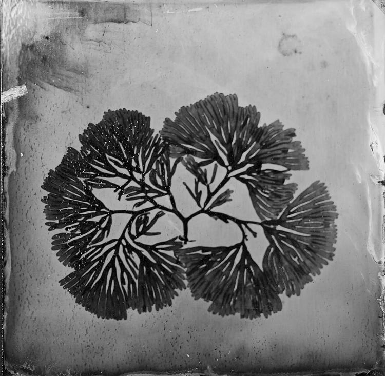 Steffen Diemer, Alge (Algae) #1010, 2024