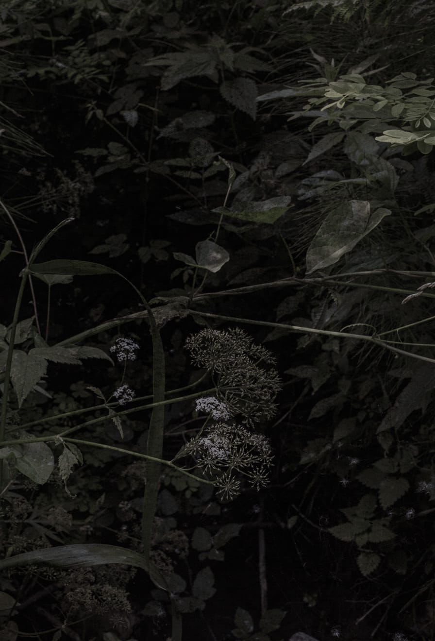 Alessandra Calò, The Garden's Tale, 2023