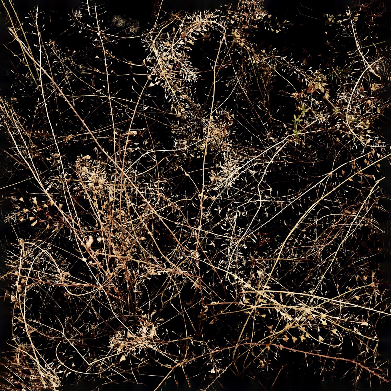 Pietro Bologna, Ettaro (Hectare), 2018