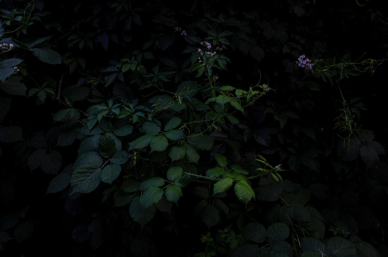 Alessandra Calò, The Garden's Tale | Photobook, 2022