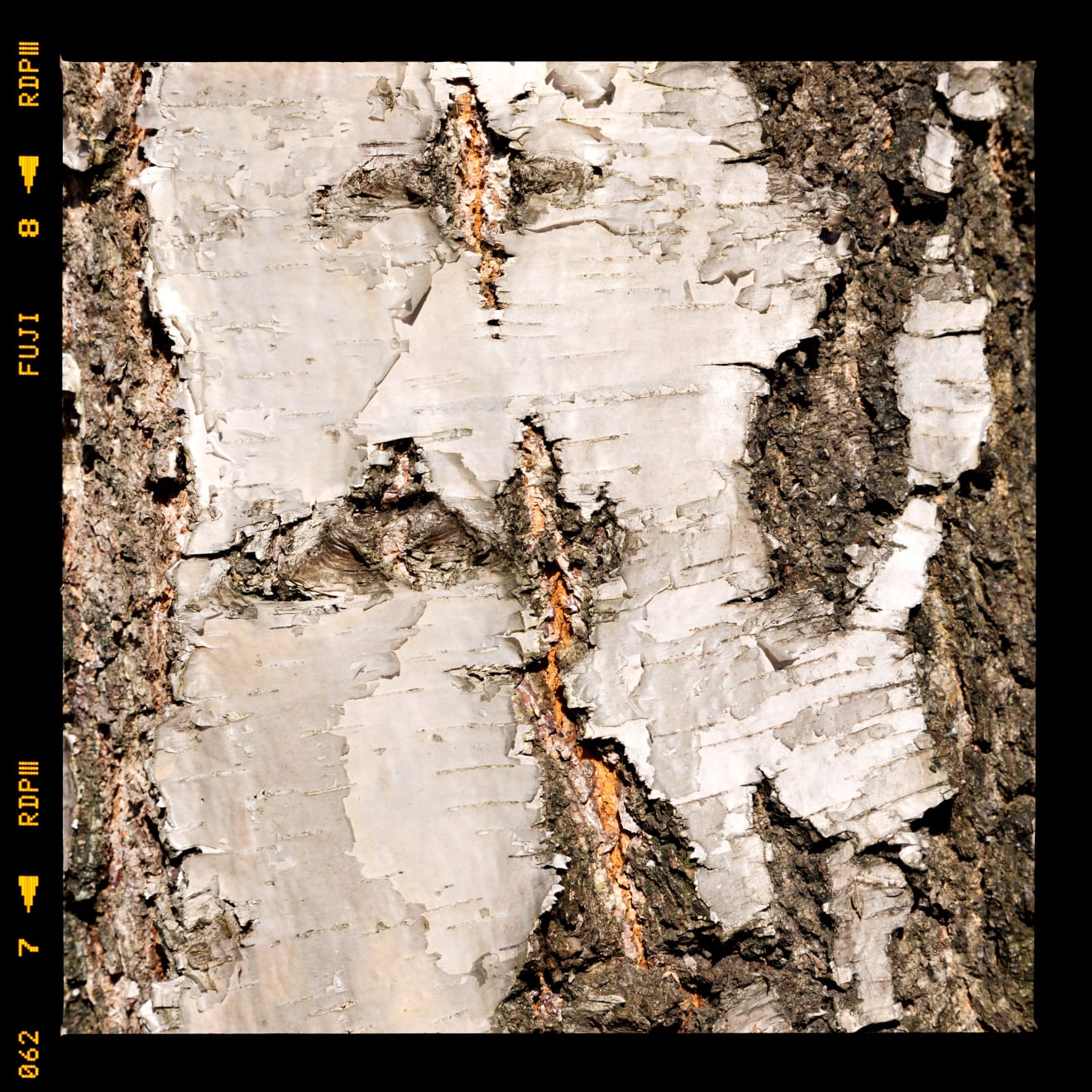 Alessandro Vicario, Piancavallo, Verbania, 30 dicembre 2016, ore 13.23, 2016