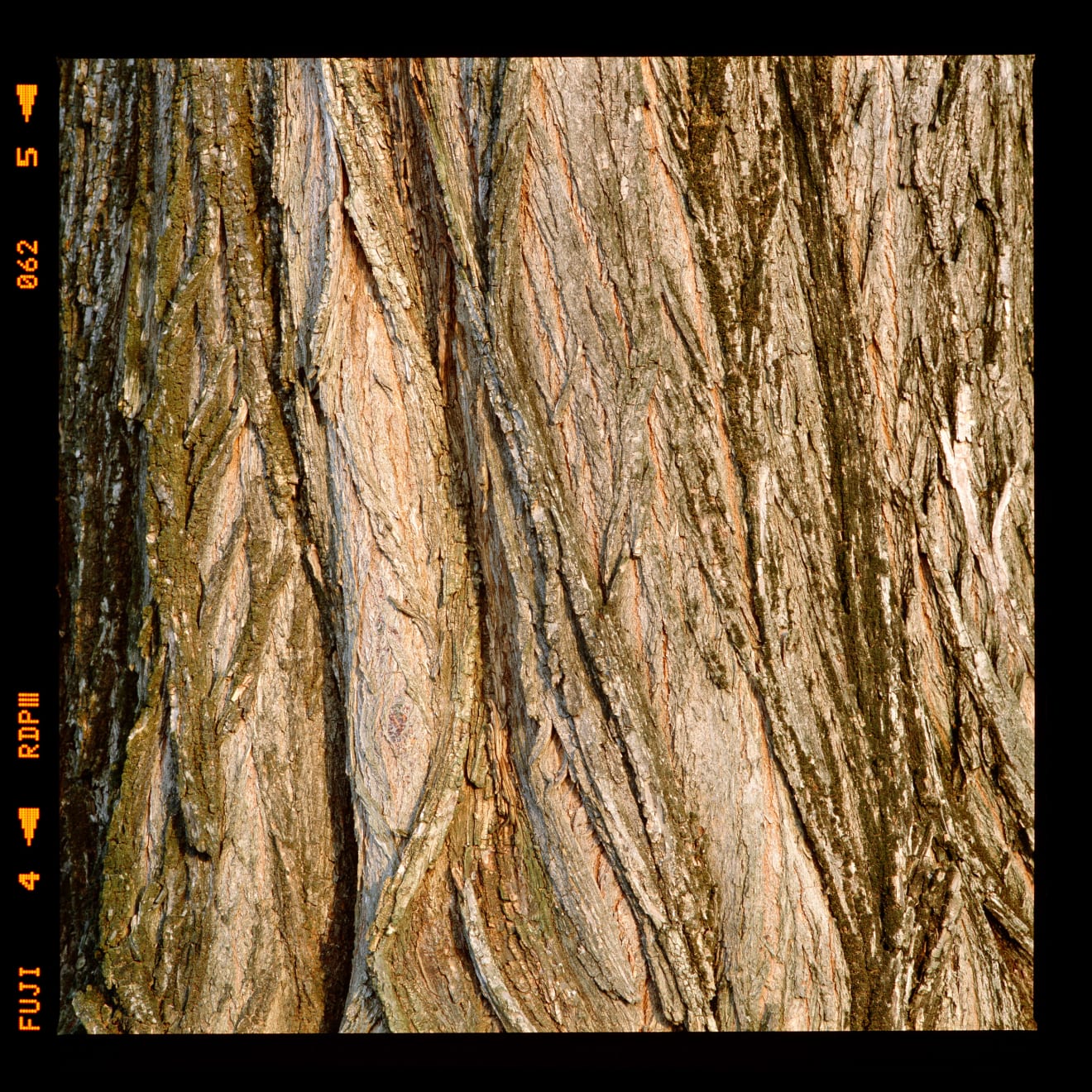 Alessandro Vicario, Fossoli, Carpi, Modena, giardino del B&B La Francesa, 21 marzo 2016, ore 17.15 circa, 2016