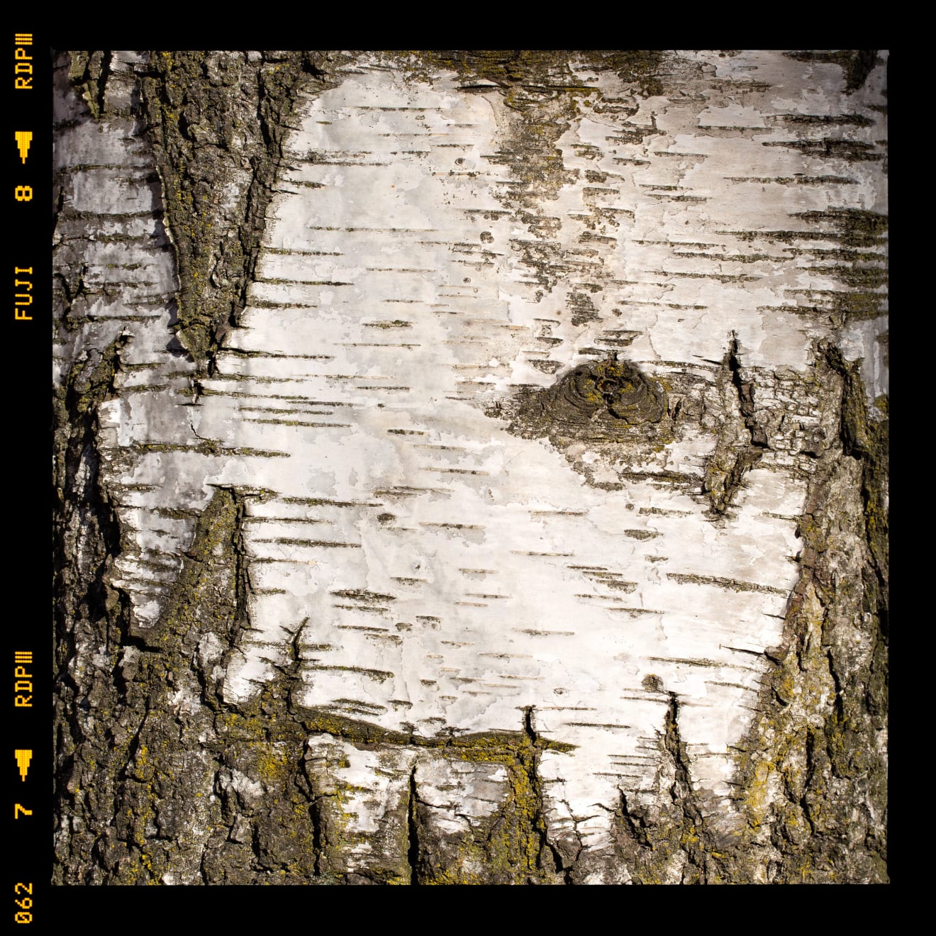 Alessandro Vicario, Cappella Fina, Valgrande, Verbania, 4 gennaio 2019, ore 11.43, 2019