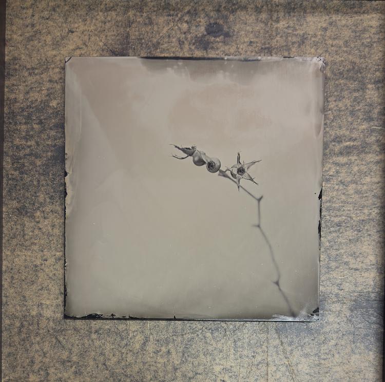 Steffen Diemer, Hagebutte (Rose Hip) #421, 2019