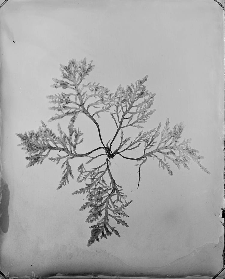 Steffen Diemer, Alge (Algae) #1132, 2024