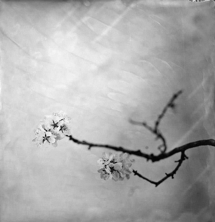 Steffen Diemer, Kirschblüten (Cherry Blossoms) #729, 2022