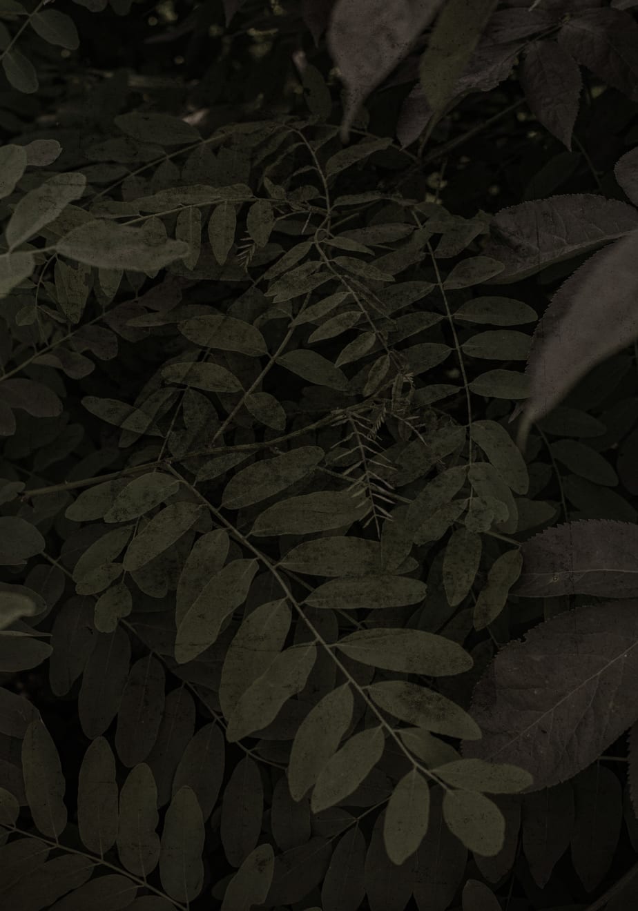 Alessandra Calò, The Garden's Tale, 2023