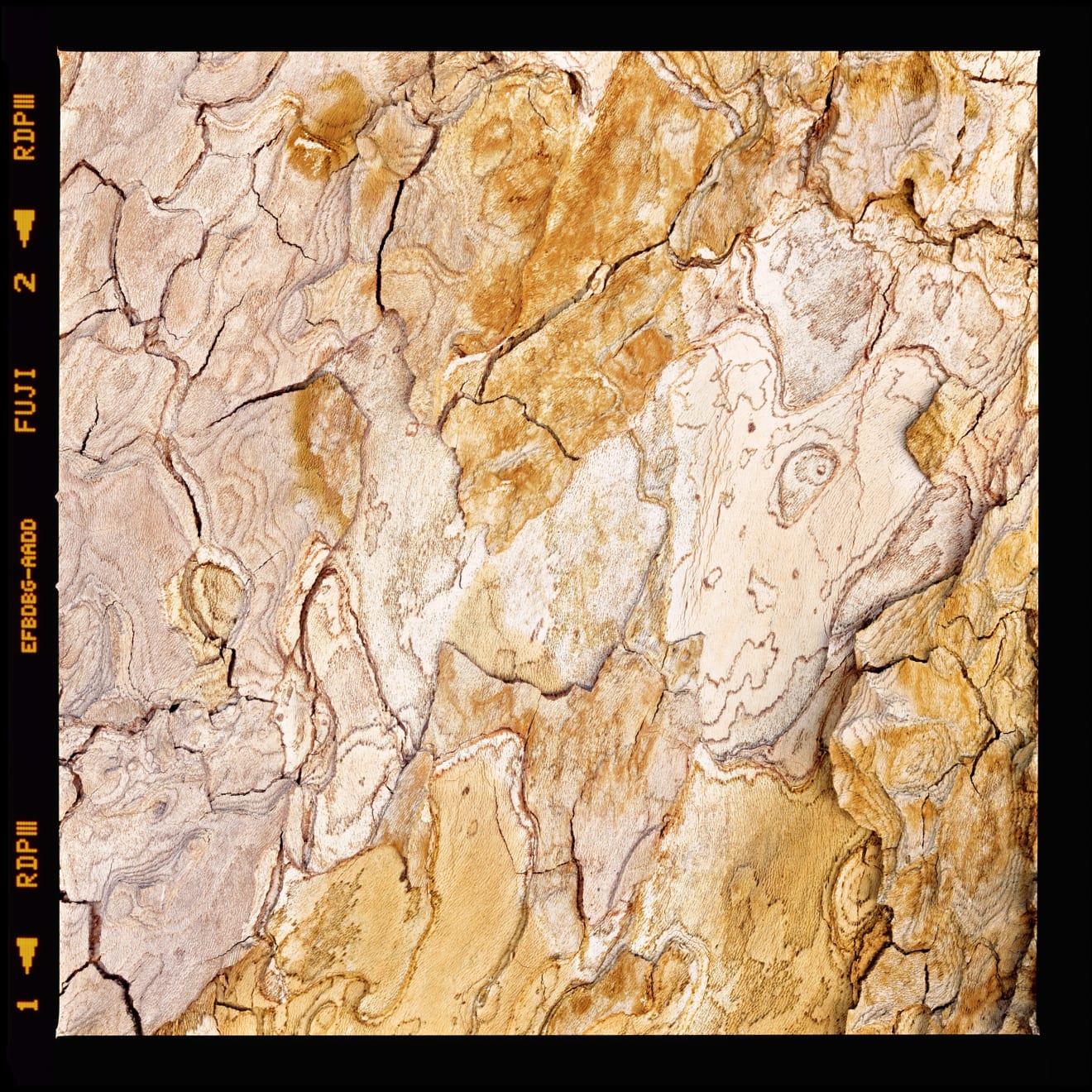 Alessandro Vicario, Milano, giardino della Guastalla, 6 luglio 2019, ore 11.00 circa, 2019