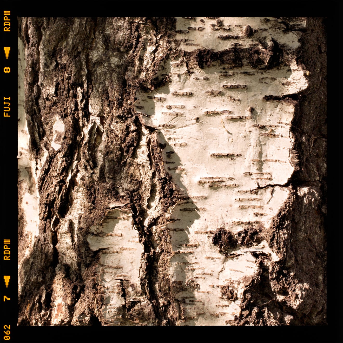 Alessandro Vicario, Milano, viale Papiniano 42, 16 aprile 2017, ore 10.13, 2017