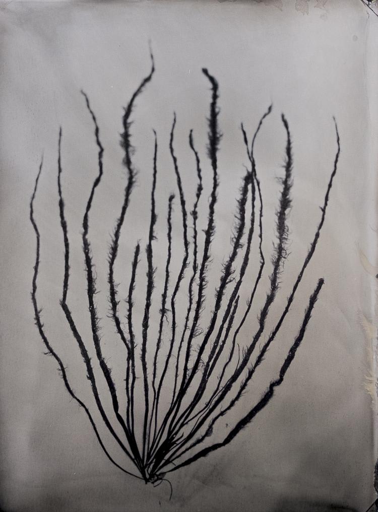 Steffen Diemer, Alge (Algae) #897, 2023