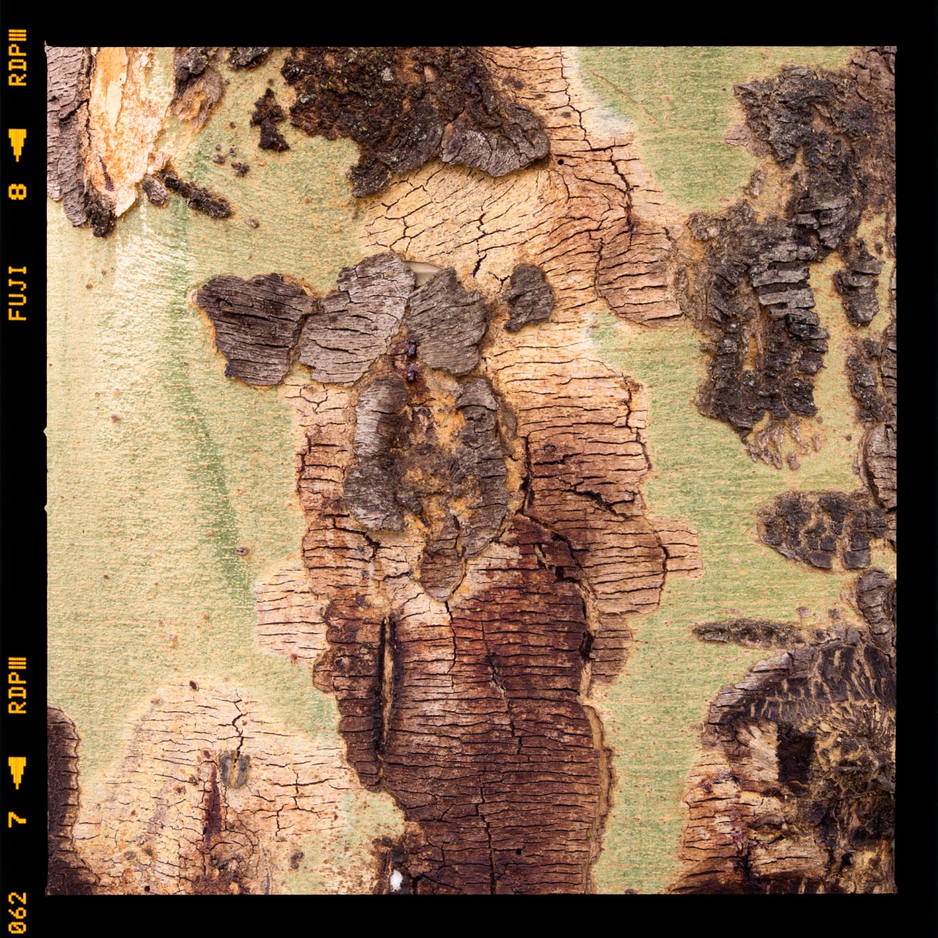 Alessandro Vicario, Jomo Kenyatta University of Agriculture and Technology, Juja, Kenya, ore 12.00, 2017