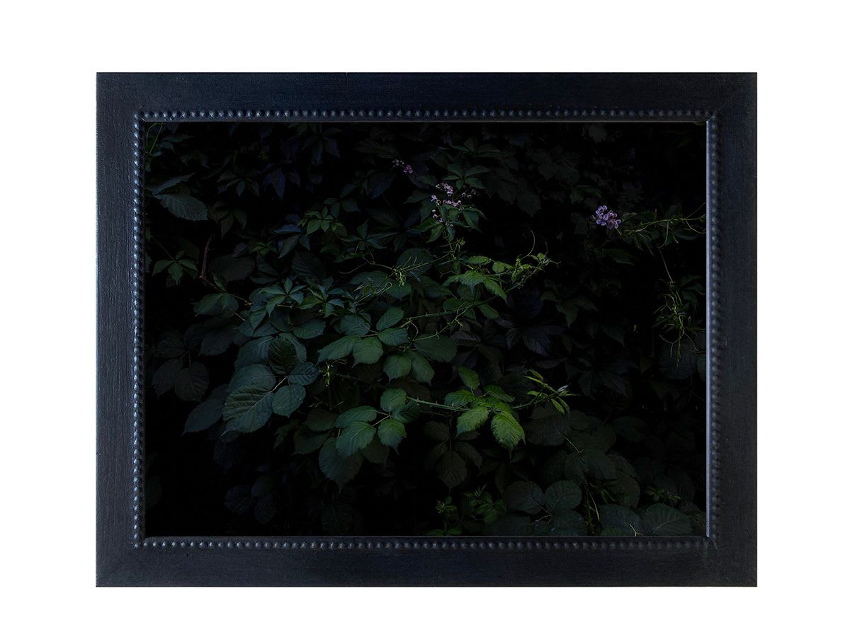 Alessandra Calò, The Garden's Tale | Photobook, 2022