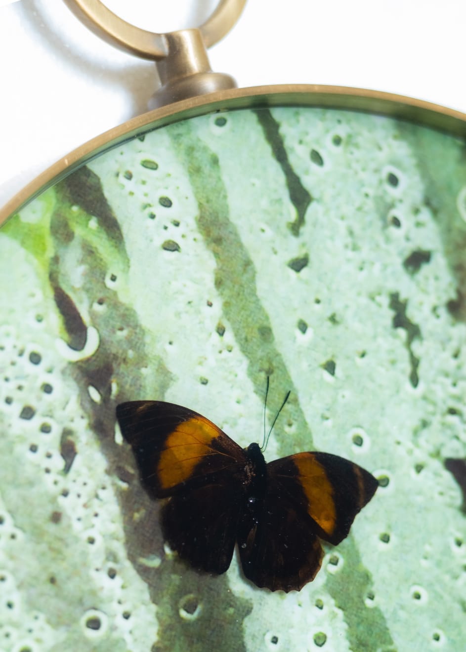 Caroline Gavazzi, Arias Trypon and Papilio Karma II, 2023