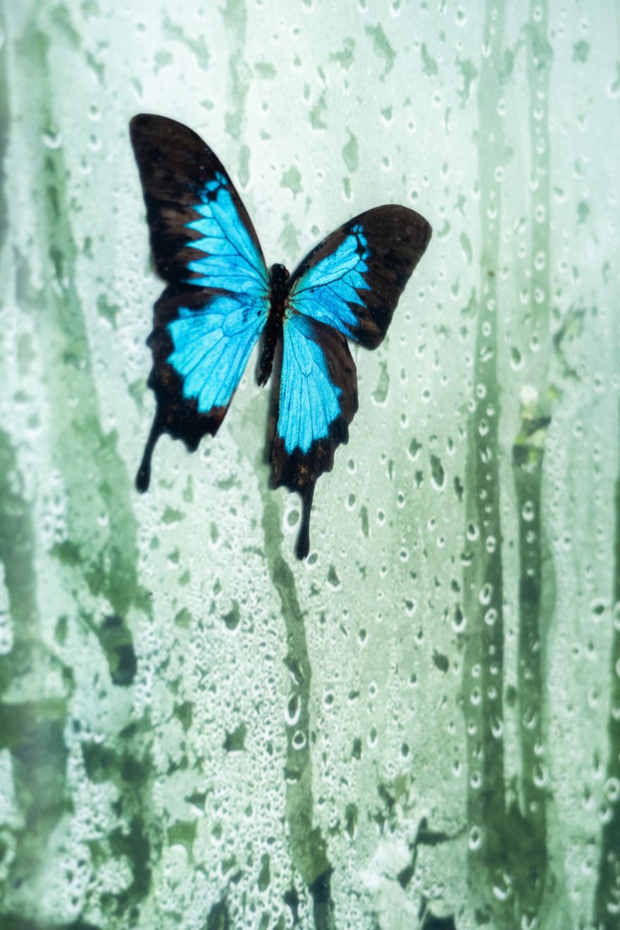 Caroline Gavazzi, Ulysses Ambiguus (SOLD), 2023