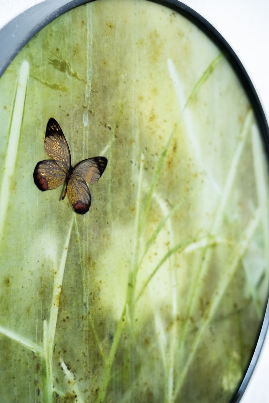 Caroline Gavazzi, Appias Paulina, 2023