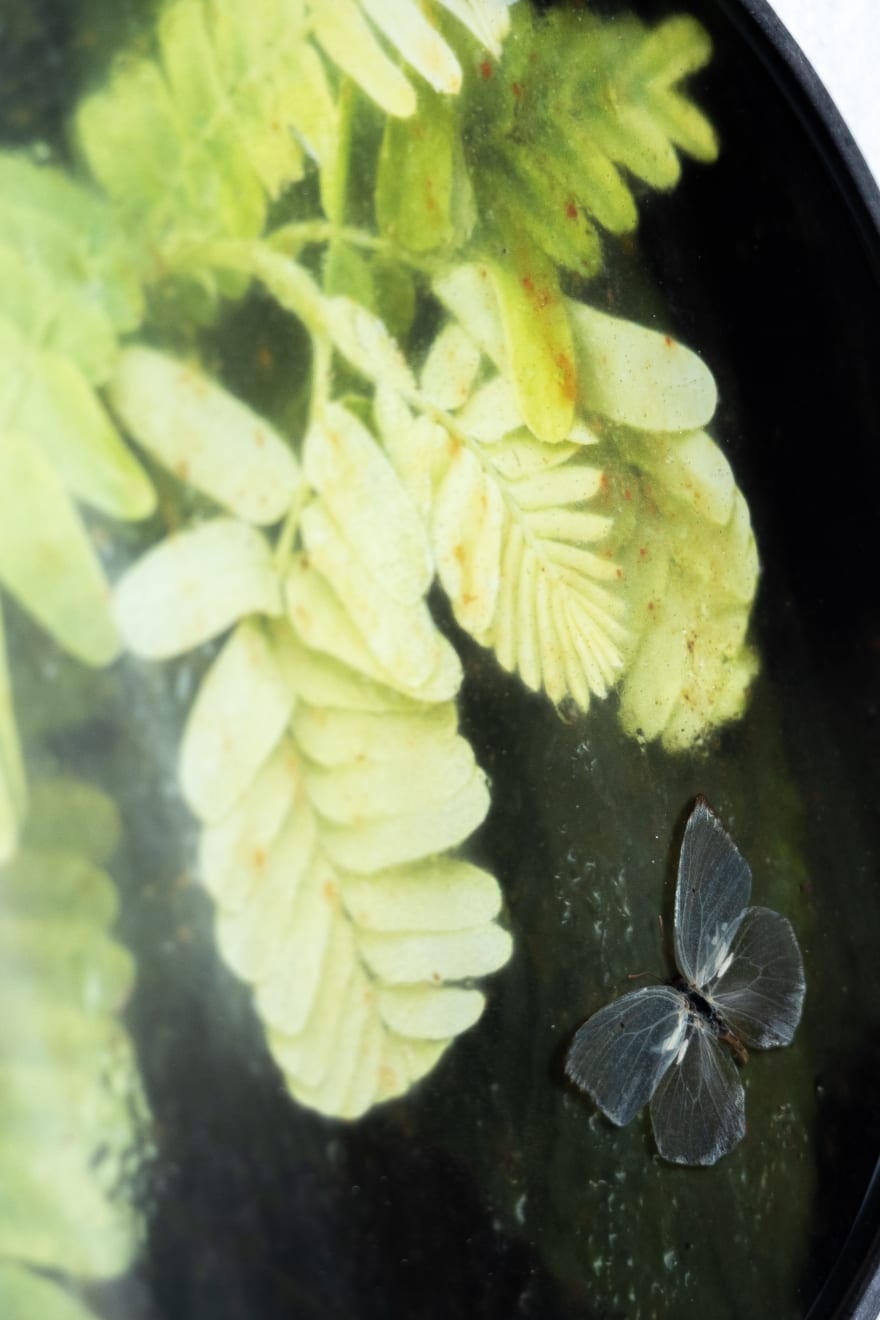 Caroline Gavazzi, Catopsilia Pyranthe II, 2023