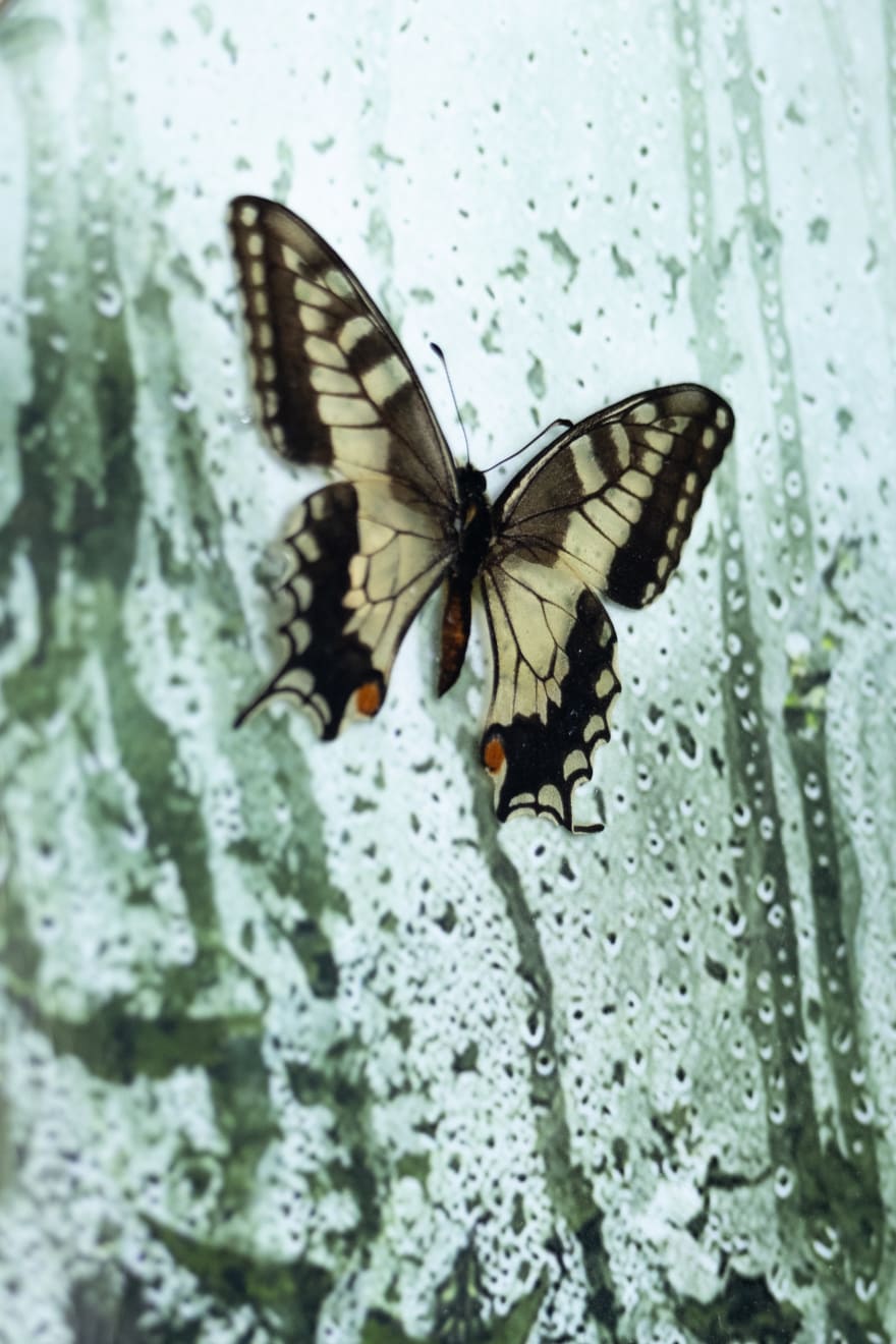 Caroline Gavazzi, Machaon Oregonius II (SOLD), 2023