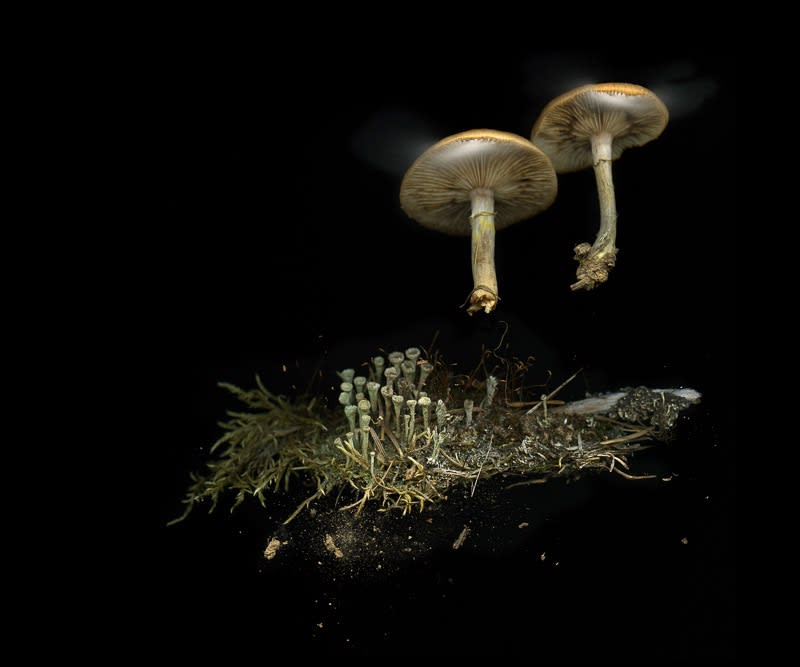 Julya Hajnoczky, Cladonia Chlorophaea, 2020