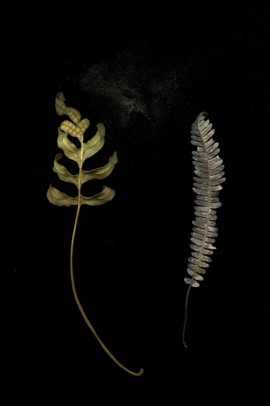 Julya Hajnoczky, Polypodium glycyrrhiza, 2019